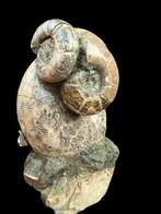 Ammoniet - Gefossiliseerde schelp - 8 cm - 6 cm (Zonder