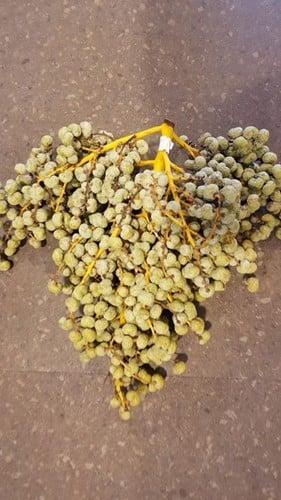 Dadels DadelTak 1 kilo vers beschikbaar voor biedingen
