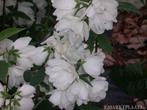 Boerenjasmijn Philadelphus 'Virginal' coronarius Aureus Snow, Tuin en Terras, Planten | Bomen, Ophalen of Verzenden, Lente, In pot