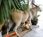 Antilope Taxidermie volledige montage - Taurotragus, Verzamelen, Nieuw