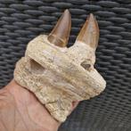 Fossil mosasaur jaw - Gefossiliseerde kaak - Mosasaurus, Verzamelen