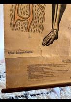 Anonymous - Uitgave firma P. Noordhoff, Groningen - Het, Antiek en Kunst