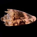 Prachtige verzamel Voluta Zeeschelp - Volutidae - Cymbiola
