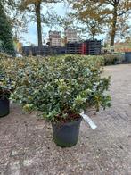 Rhododendron (AJ) Insurpassable, Tuin en Terras, Planten | Bomen, Ophalen