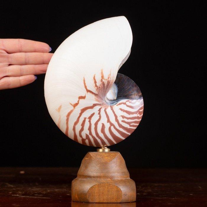 Meester van de Wunderkammer - Zeeschelp - Nautilus Pompilius, Verzamelen, Dierenverzamelingen