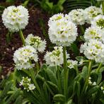 Primula Denticulata Alba - Wortelgoed - 5 stuks, Tuin en Terras, Planten | Tuinplanten, Verzenden