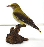 Rigogolo vrouw Taxidermie volledige montage - Oriolus, Verzamelen, Dierenverzamelingen, Nieuw