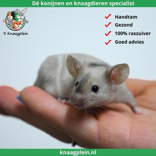 Lieve jonge handtamme kleurmuizen te koop! Veel keus!, Dieren en Toebehoren, Knaagdieren, Muis, Meerdere dieren, Tam, Voor 1 juli 2024