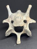 Os/oeros Bot - Bos primigenius - 10 cm - 20 cm - 10 cm - (2), Verzamelen, Mineralen en Fossielen