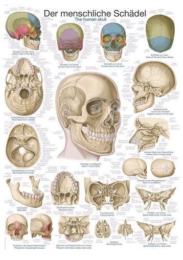 Anatomie poster schedel (Duits/Engels/Latijn, kunststof-... beschikbaar voor biedingen