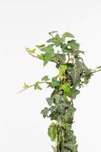 Klimop / Hedera Helix 100-125cm, Tuin en Terras, Vaste plant, Lente, Verzenden, Volle zon