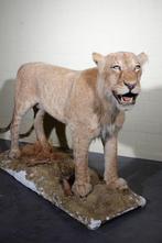 African Lion - young male Taxidermie volledige montage -, Nieuw