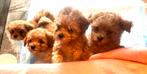 Uniek inie minie MALTIPOO F1b  maltipoo x toy poedel, Parvo, 8 tot 15 weken, Meerdere, Meerdere dieren
