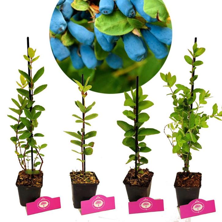 Honingbessen Lonicera caerulea + Pot 9cm 4 stu, Tuin en Terras, Planten | Fruitbomen, Volle zon, Verzenden