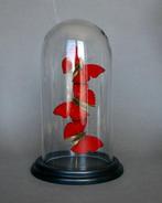 Vlinder Taxidermie volledige montage - Cymothoe sangaris -, Verzamelen, Dierenverzamelingen, Nieuw