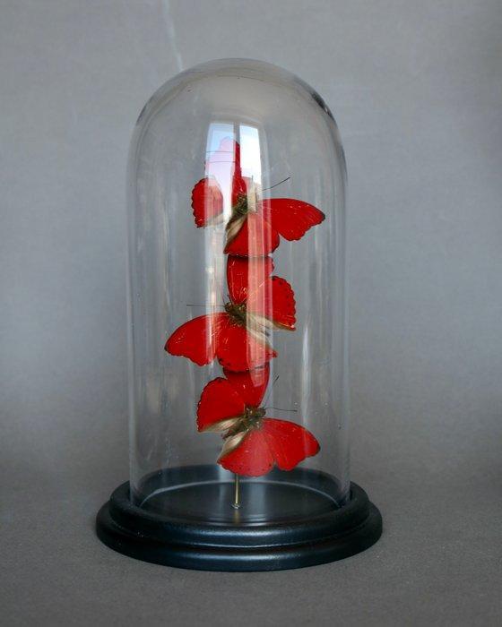 Vlinder Taxidermie volledige montage - Cymothoe sangaris -, Verzamelen, Dierenverzamelingen