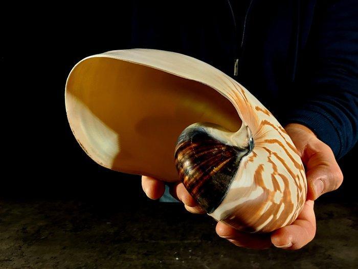 Grote nautilus uit een collectie/tentoonstelling. Taxidermie, Antiek en Kunst, Curiosa en Brocante