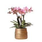 Kolibri Orchids | Roze Phalaenopsis orchidee – Treviso in Gr, Verzenden