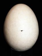 Olifantsvogel - Gefossiliseerd ei - Aepyornis maximus,