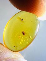 Insecten houden van zonnebloemen - Barnsteen - Scale insects