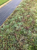 Sedummatten ca 25 m2 slechts € 15,- per m2 OP=OP, Tuin en Terras, Planten | Tuinplanten, Vaste plant, Bodembedekkers