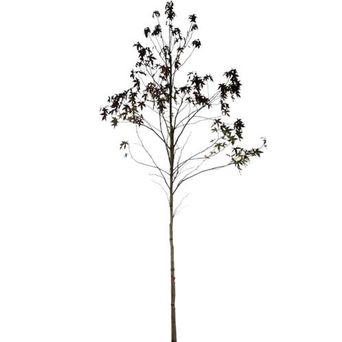 Amberboom -  Liquidambar styraciflua - Omtrek: 10-14 cm | Ho, Tuin en Terras, Planten | Bomen, Ophalen of Verzenden