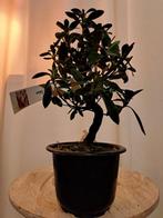 ‘Saien’ Satsuki azalea bonsai - Hoogte (boom): 22 cm -