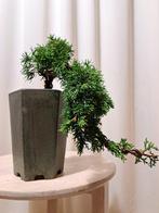 Jeneverbes bonsai (Juniperus) - Hoogte (boom): 15 cm -