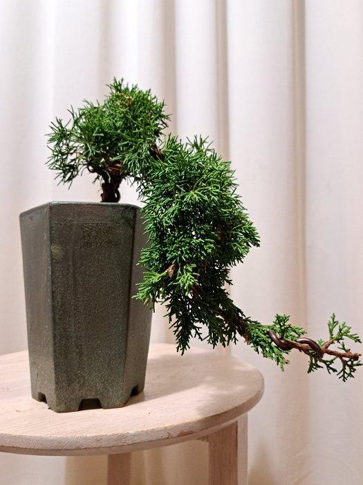 Jeneverbes bonsai (Juniperus) - Hoogte (boom): 15 cm -, Antiek en Kunst, Curiosa en Brocante