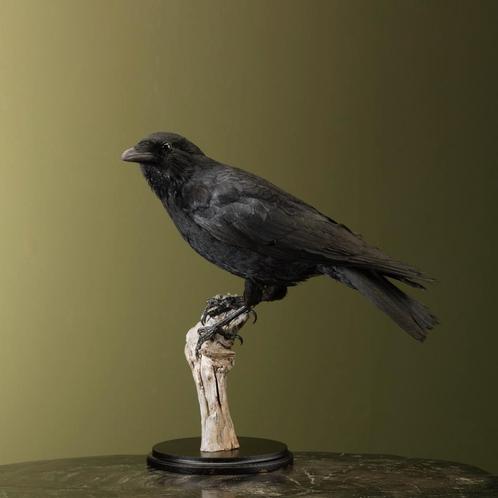 Kraai Taxidermie Opgezette Dieren By Max, Verzamelen, Dierenverzamelingen, Opgezet dier, Nieuw, Vogel, Ophalen of Verzenden