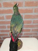 Livingstone toerako Taxidermie volledige montage - Tauraco, Nieuw