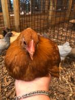 Jonge Plymouth Rock krielen in verschillende kleuren!, Dieren en Toebehoren, Pluimvee, Vrouwelijk, Kip