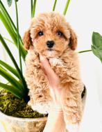 Hele mooie MALTIPOO hypoallergeen, hier geboren, Parvo, Overige rassen, 8 tot 15 weken, Meerdere