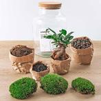 DIY terrarium - Milky met bonsai -  30 cm  - Normal, Huis en Inrichting, Kamerplanten, Verzenden