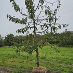 Oude kersenboom - Prunus Kordia - Laagstam +/- 15 jaar, Ophalen of Verzenden