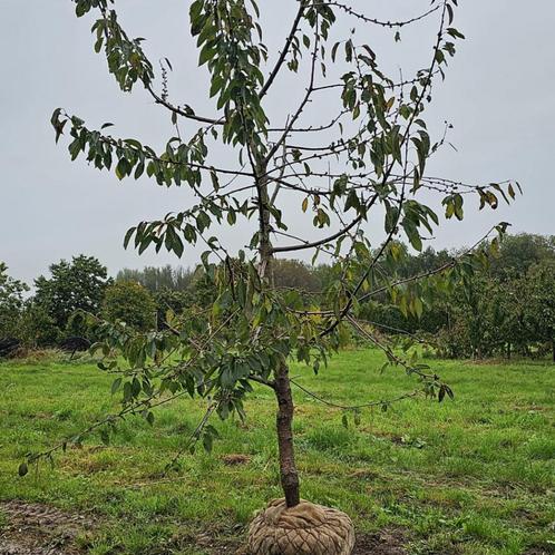 Oude kersenboom - Prunus Kordia - Laagstam +/- 15 jaar, Tuin en Terras, Planten | Bomen, Ophalen of Verzenden