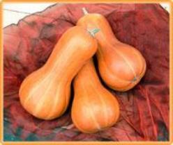 Beja Butternut - 50 zaden Beja Butternut, Hobby en Vrije tijd, Knutselen, Nieuw, Ophalen of Verzenden
