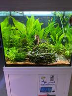 AQUARIUMPLANTEN AQUARIUMVISSEN GARNALEN AQUARIUMGRIND, Nieuw, Plant(en), Steen of Hout, Ophalen