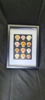 Pecten sea shell variation color from Asian - - Diorama, Nieuw