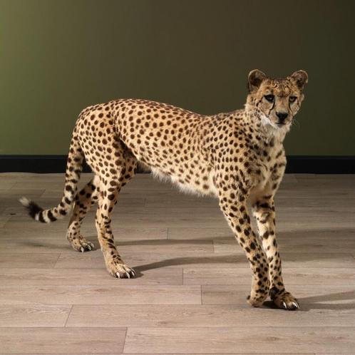 Cheetah Jachtluipaard Taxidermie Opgezette Dieren By Max, Verzamelen, Dierenverzamelingen, Opgezet dier, Nieuw, Wild dier, Ophalen of Verzenden