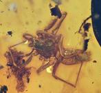 Birmese Amber - Fossiele cabochon - Araneae: Araneida