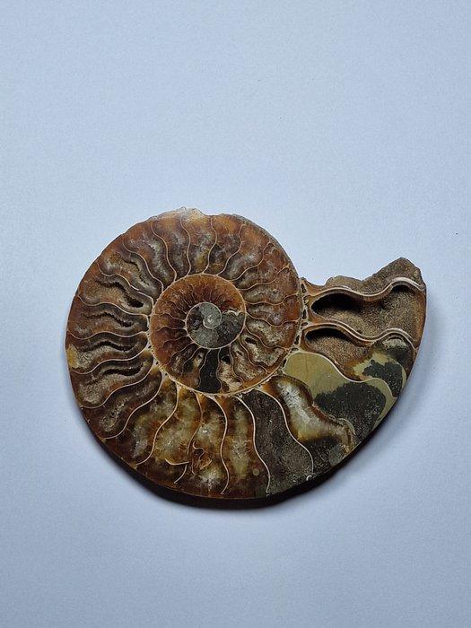 Ammoniet - Gefossiliseerde schelp - Aioloceras (Cleoniceras), Verzamelen, Mineralen en Fossielen