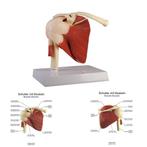 Anatomie model schoudergewricht met spieren, Sport en Fitness, Overige Sport en Fitness, Nieuw, Verzenden