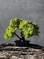Jeneverbes bonsai (Juniperus) - Hoogte (boom): 19 cm -