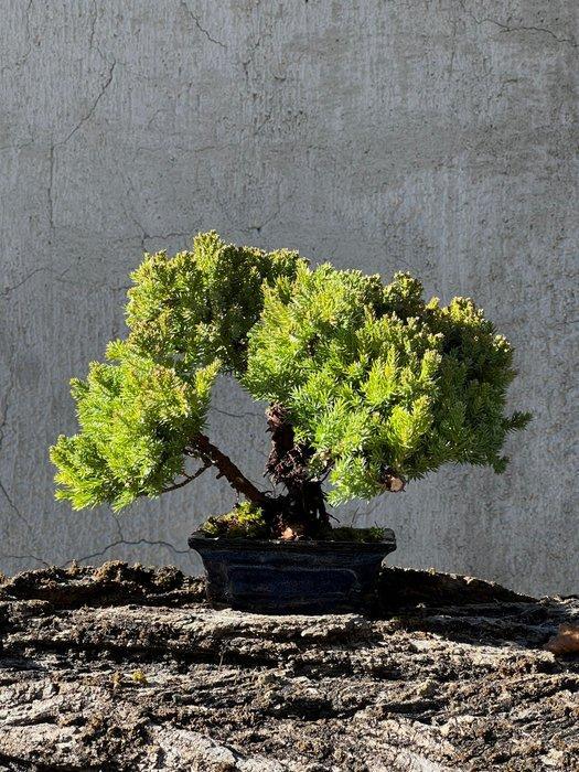 Jeneverbes bonsai (Juniperus) - Hoogte (boom): 19 cm -, Antiek en Kunst, Curiosa en Brocante
