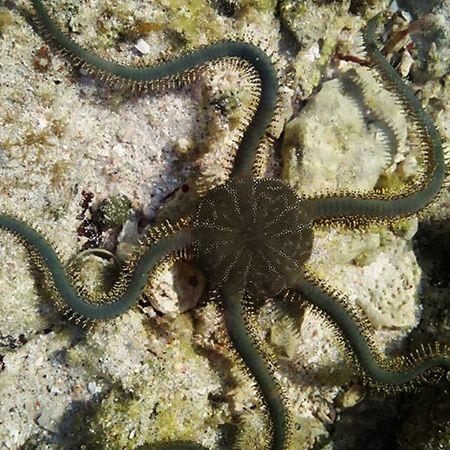 Ophiarachna Ingrassata M (Circa 20 cm), Dieren en Toebehoren, Vissen | Aquaria en Toebehoren, Ophalen of Verzenden