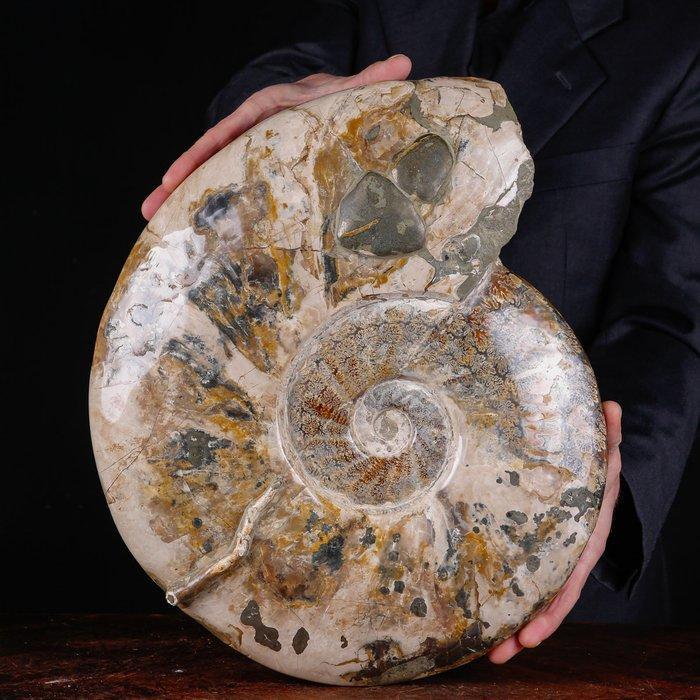 Exclusief Pools Cleoniceras - Gefossiliseerde schelp -, Verzamelen, Dierenverzamelingen