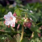 Geranium macrorrhizum Spessart - Potmaat 9x9 cm, Ophalen of Verzenden