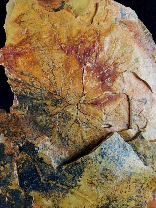Spectaculaire graptolieten met buitengewone conservering!!!, Verzamelen, Mineralen en Fossielen