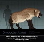 Dinocrocuta gigantea - Fossiele schedel - 41 cm - 25.5 cm, Verzamelen, Mineralen en Fossielen